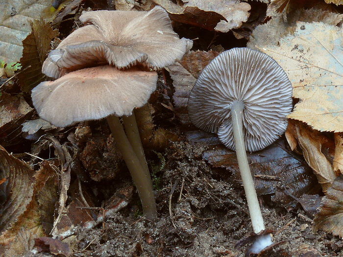 EntolomaChalybdaeum cc